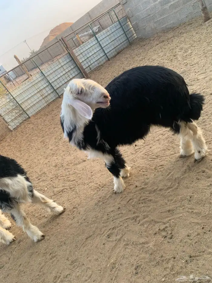 طليان نجد 2