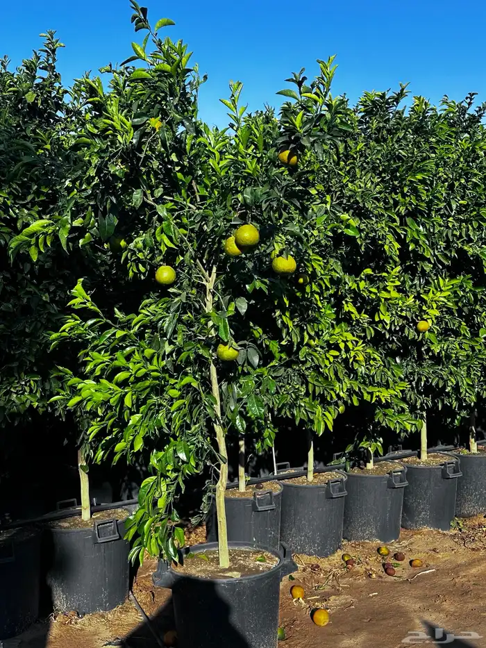 اشجار حمضيات بجميع اصنافها واحجامها   نجران 2