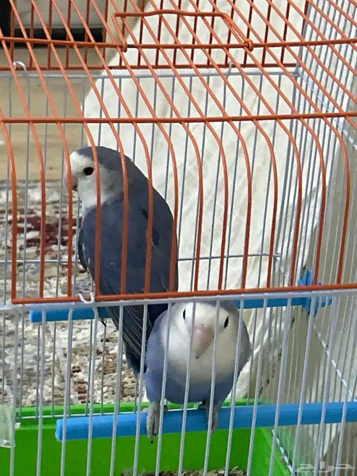 طيور روز اثنين 0