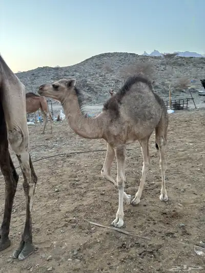 خلفه للبيع تحتها قعود 3