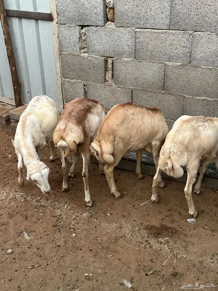 رفيد عمر 4 شهور 1