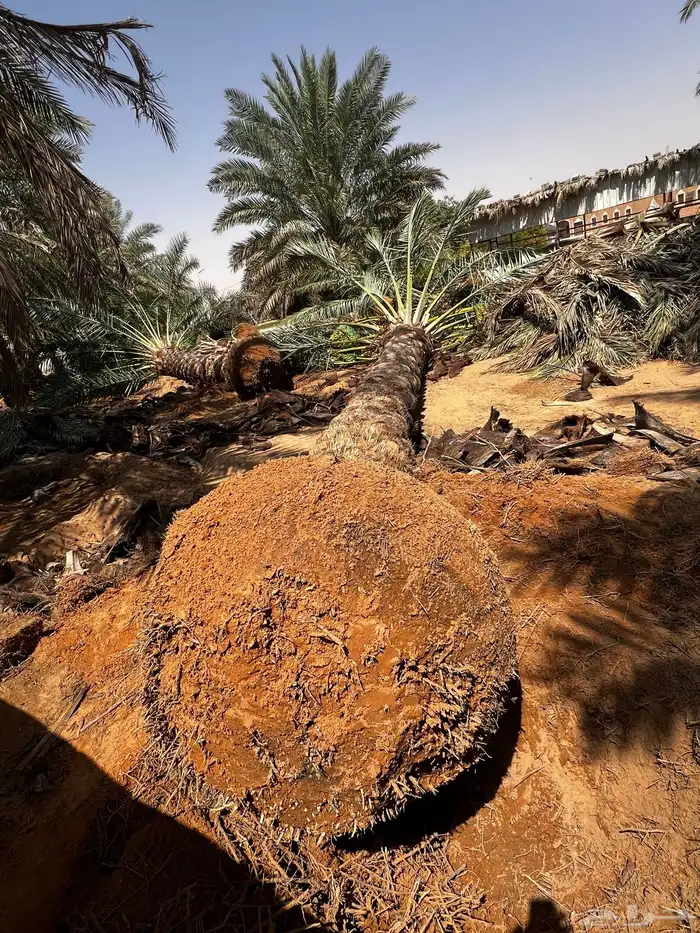 جثيث نخل شيشي صقعي برحي صفري برحي وغيرها 3