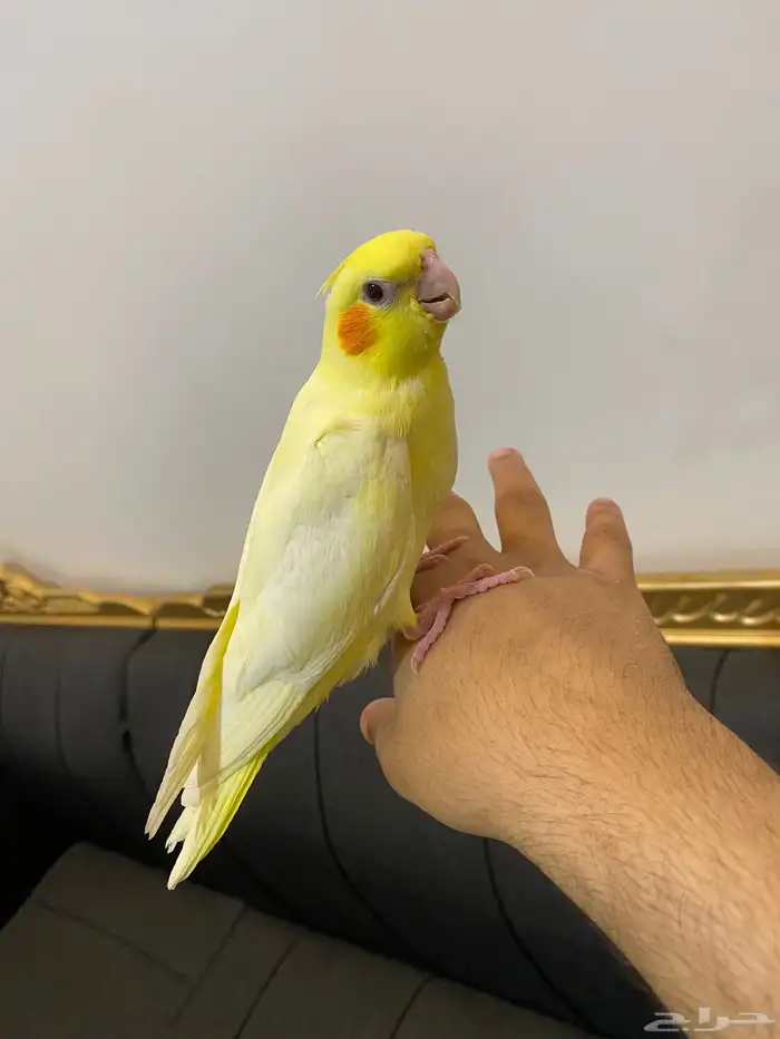 تم(البيع) 0