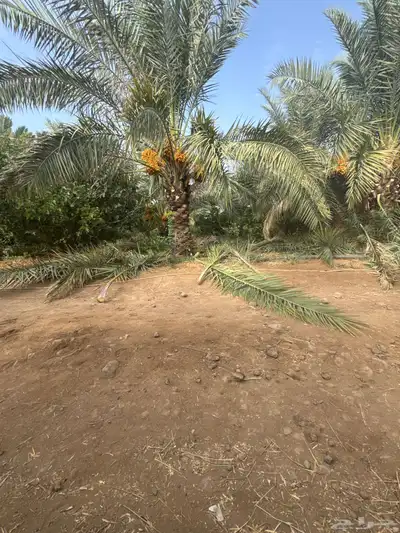 جريد نخل للبيع 0