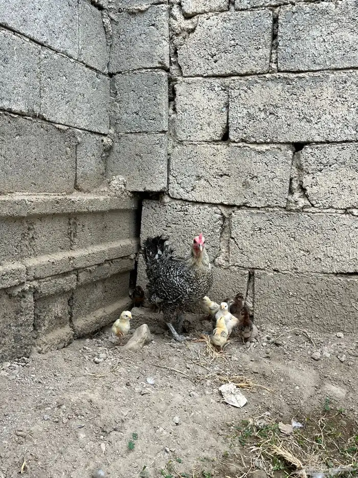 للبيع دجاجه تحتها صيصان 2