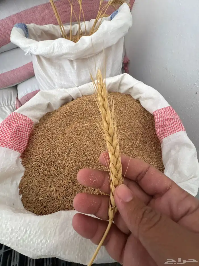 معية القصيم ( البدائع ) 1