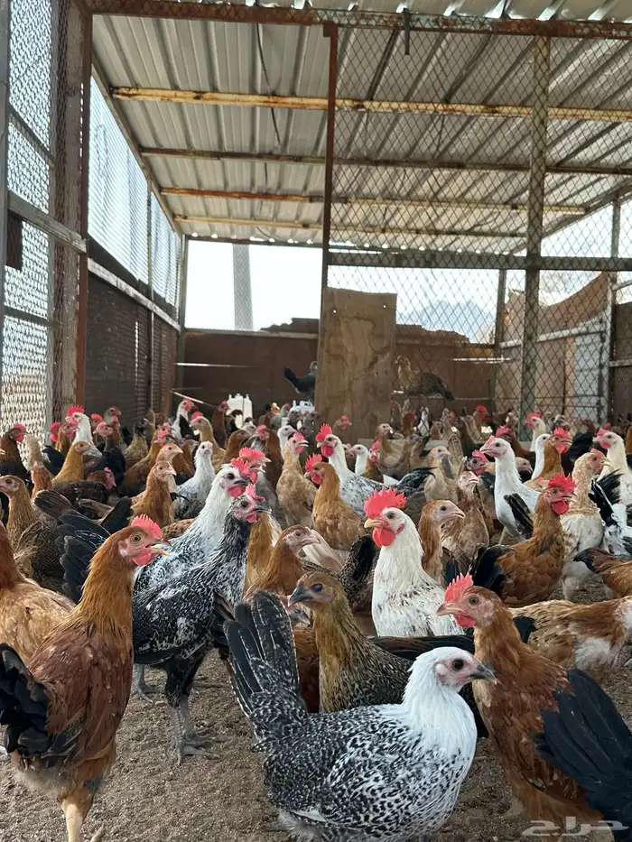 فروخ دجاج ثلاث شهور ونص 7