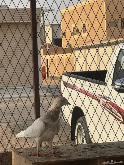 حمام لاكا اخوان 0