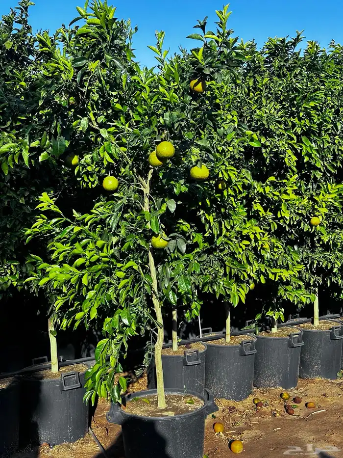 اشجار حمضيات بجميع اصنافها واحجامها   نجران 1