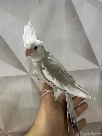 كروانات اليفه جداا 0