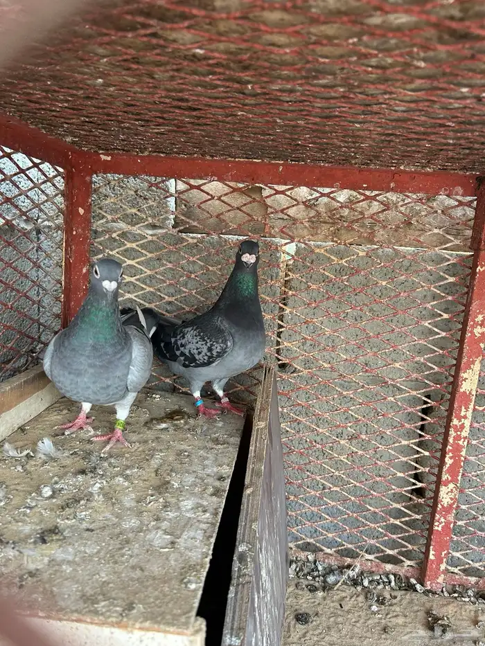 زاجل سباق 3