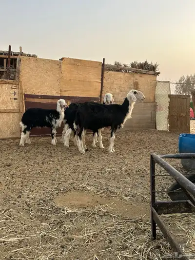 متابيع نجد كل وحده تحتها خروف 2