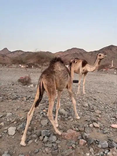 خلفه للبيع تحتها قعود 0
