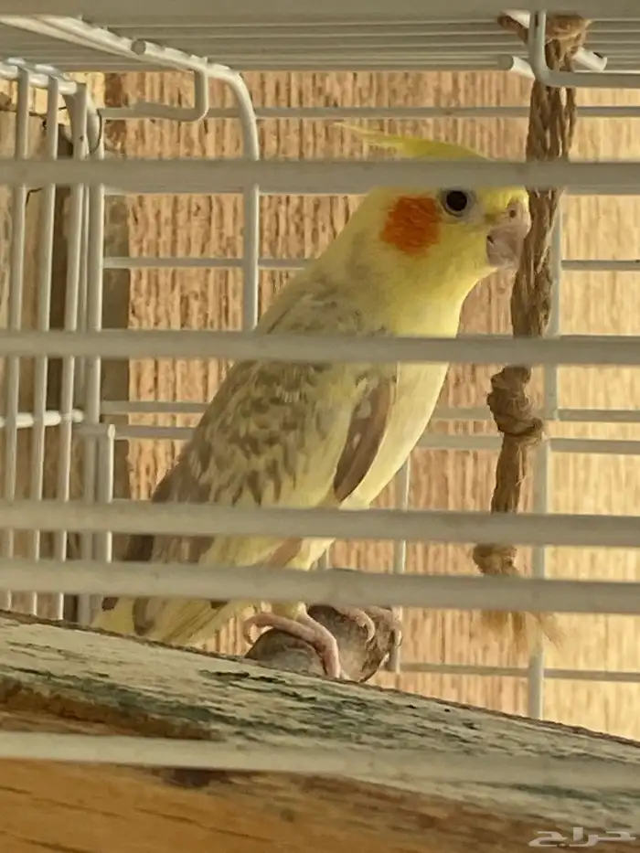 عصفور كوكتيل 3