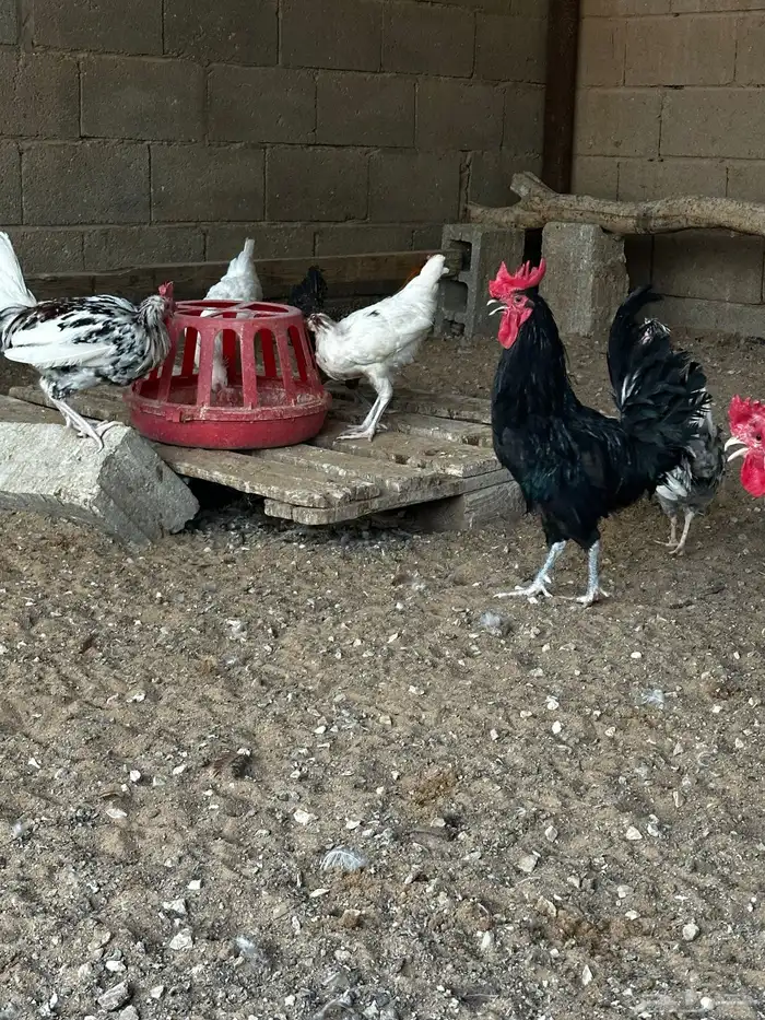 دجاج 7