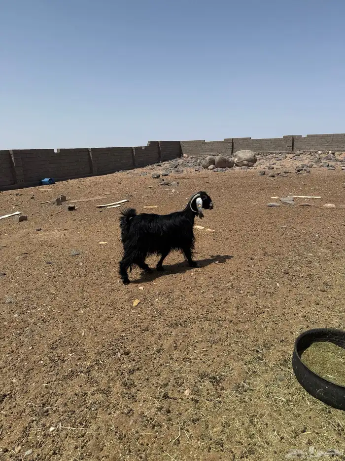 عنز حليبها وافر 1