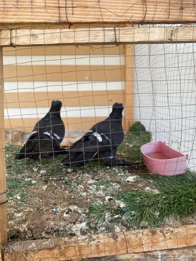 جوزين للبيع 3