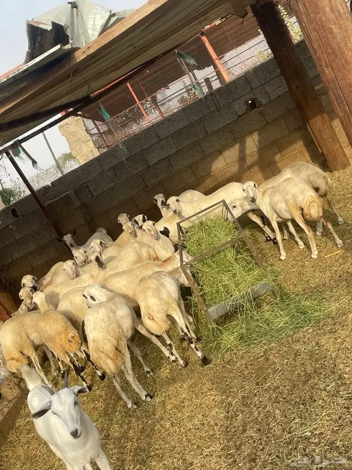 رخيل 0