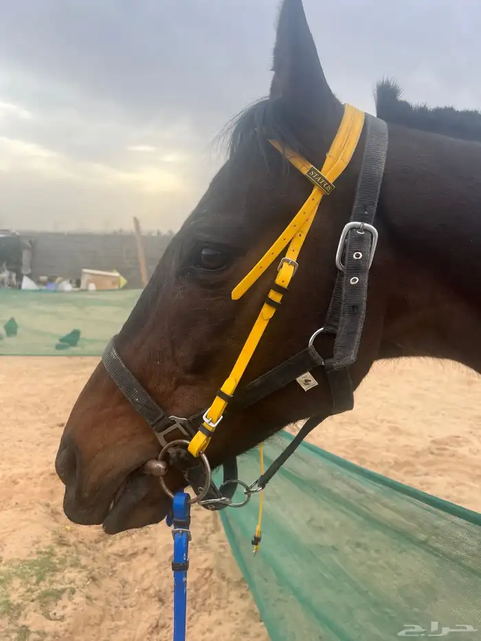 خيل إنجليزي 0