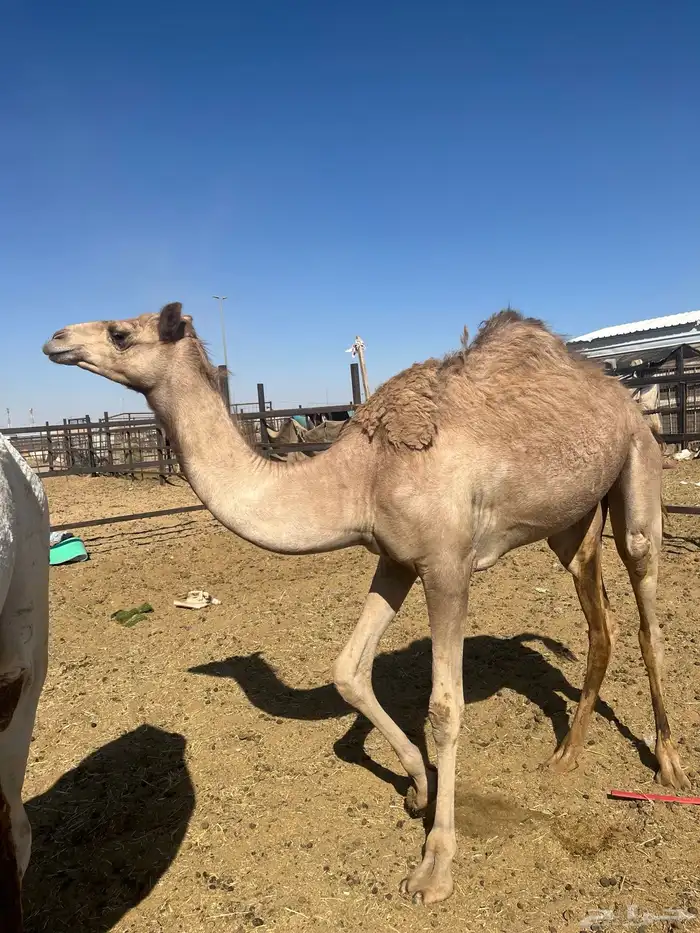 بكره بنت غزيلان الرياسه 0