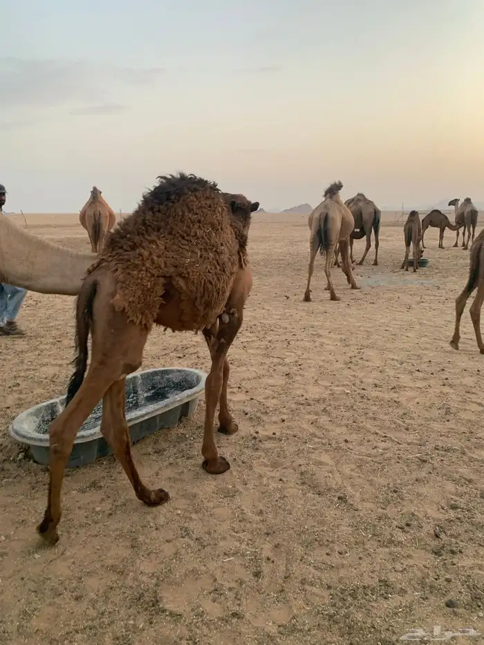 2 حاشي لباني 9