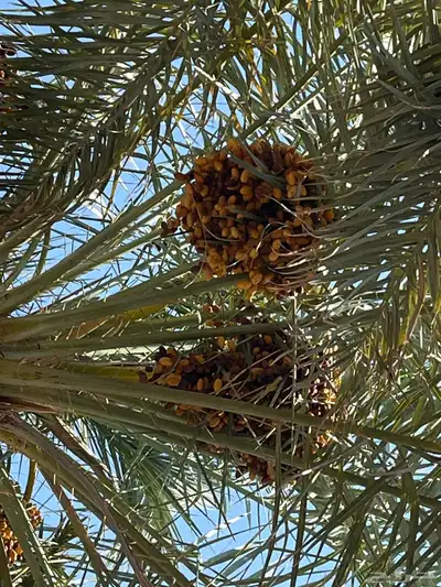 تمر برني وحلوه العدد 110 1