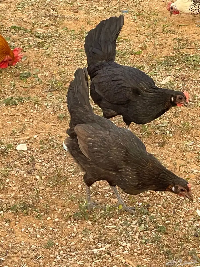 دجاج للبيع 11