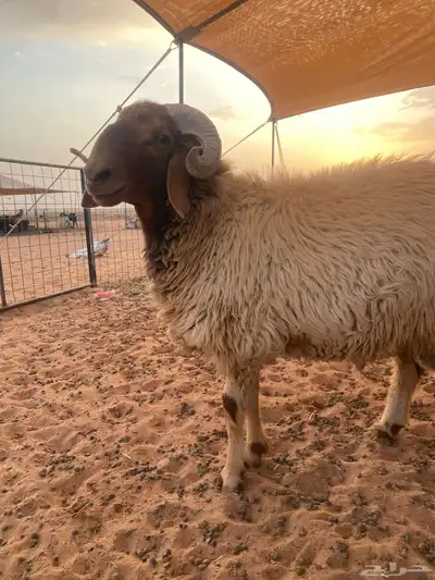 خروف نعيمي 2