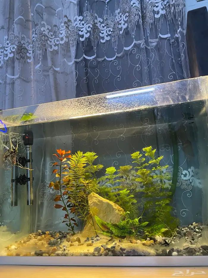 حوض سمك شريمب 0