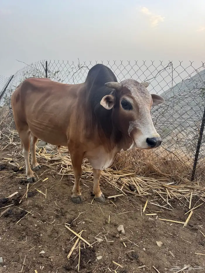 ثور فحل للبيع 2