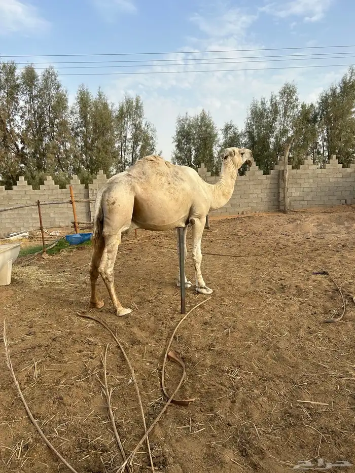 جمل للبيع 1