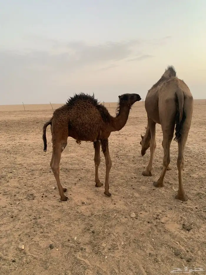2 حاشي لباني 1