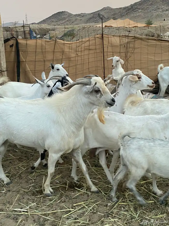معزا بيشيات خلفات 1