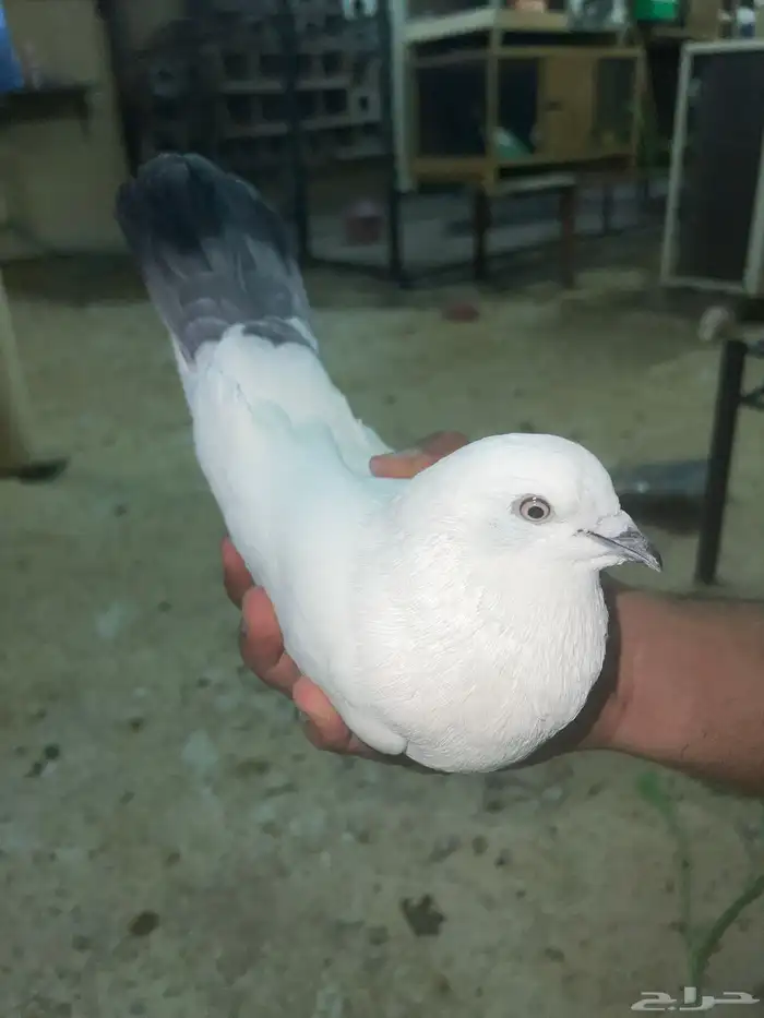 حمام وحشي للبيع 0