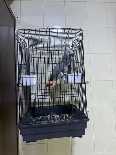 تم البيع 4