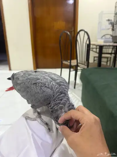 تم البيع 3