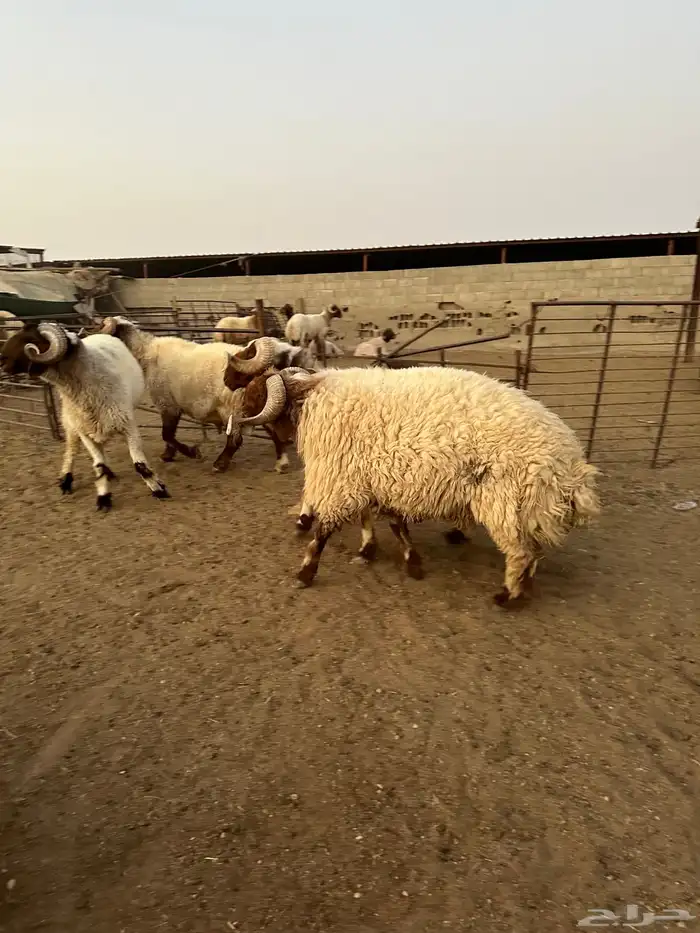 فحول أنعيم صنف اللبييع 8
