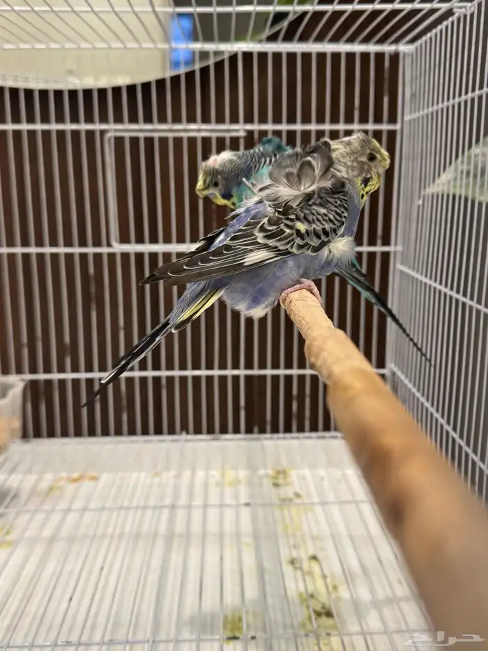 جوزين و ذكور 16