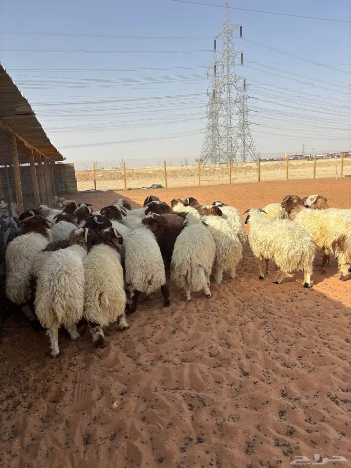 ذبائح نعيمي ذبايح حري ذبح وتوصيل 1