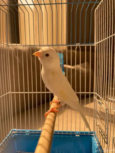 للبيع. كناري. سوري. حبتين تغريد. 13