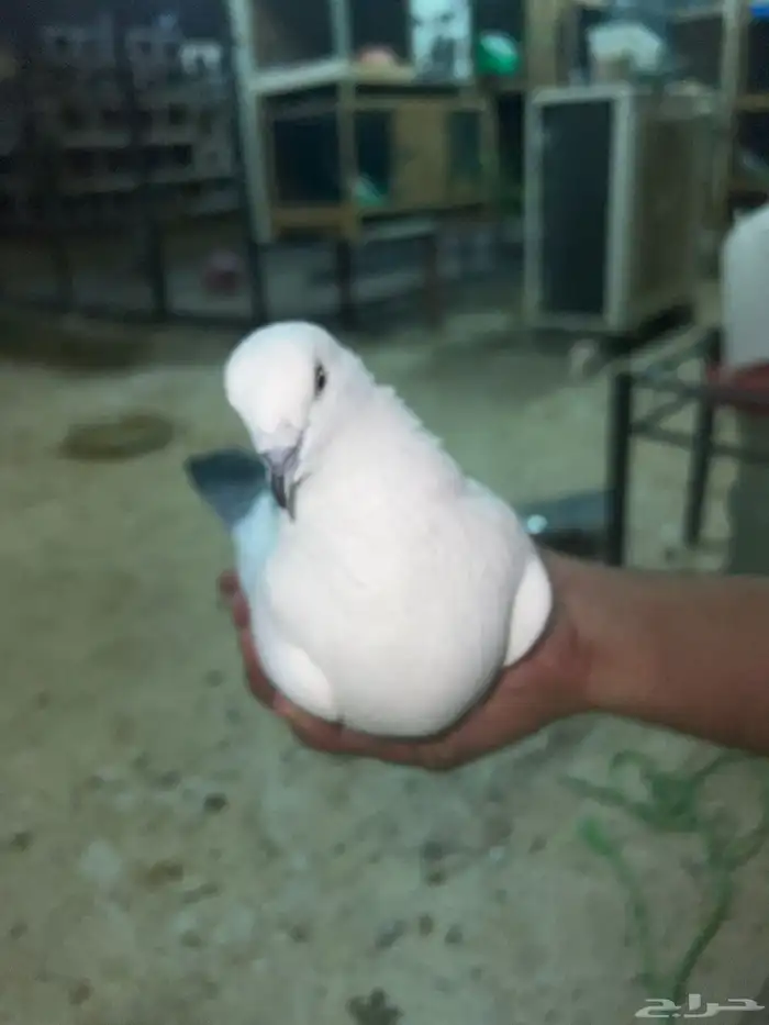 حمام وحشي للبيع 1