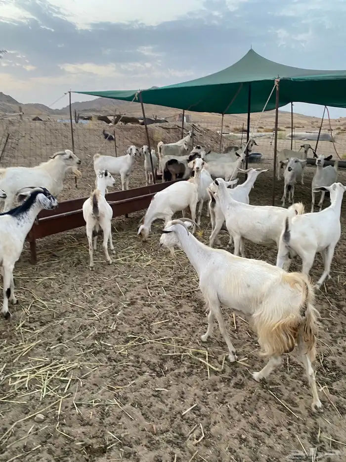 معزا بيشيات خلفات 10