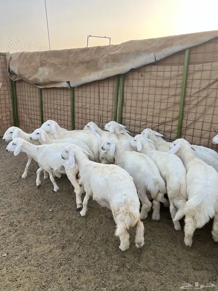 طليان ورخال للبيع 2