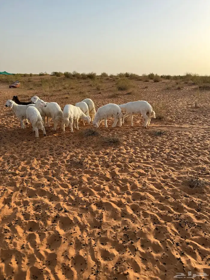 للبيع طليان حريات ذبايح 2