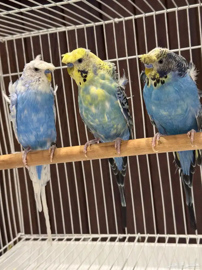 جوزين و ذكور 0