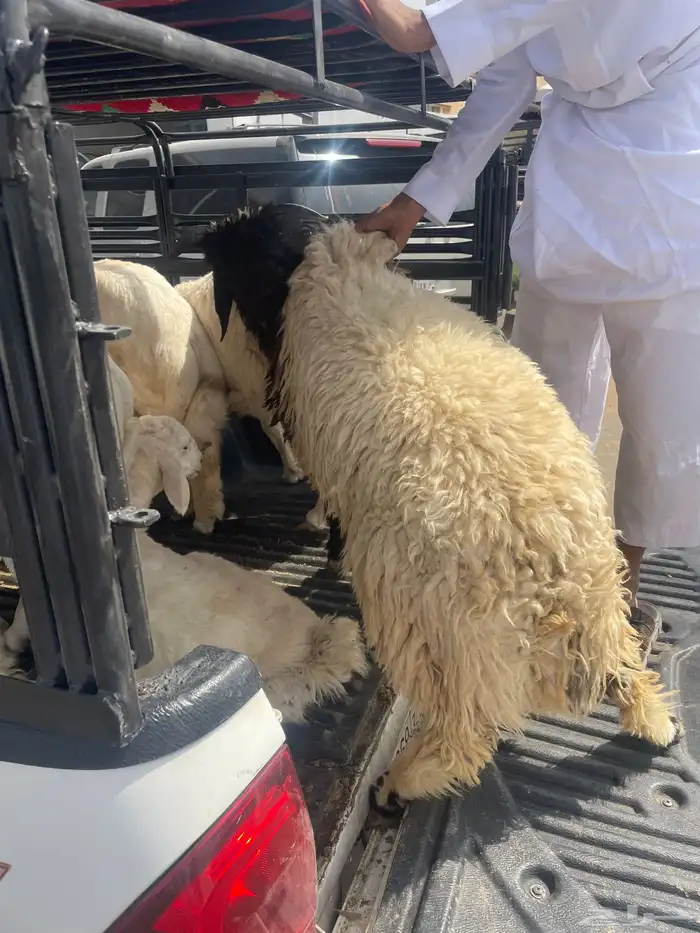 بهم حري ونعيمي بلدي 2