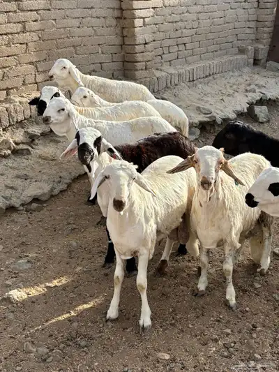 طليان سواكني 2
