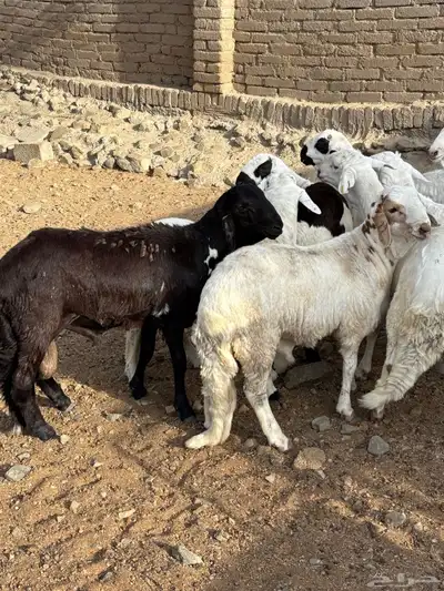 طليان سواكني 4
