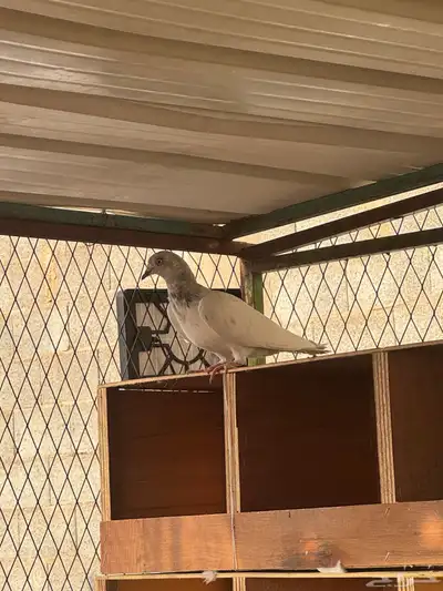 حمام لاكا اخوان 2