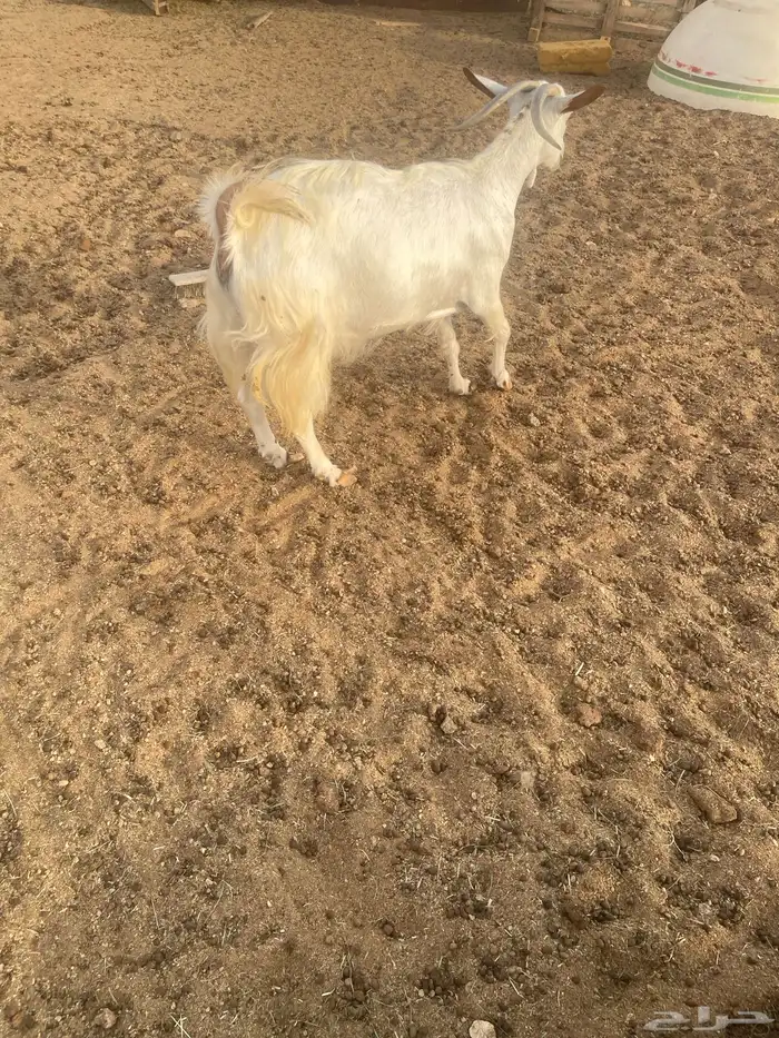 عنزشحم السن جامع 3